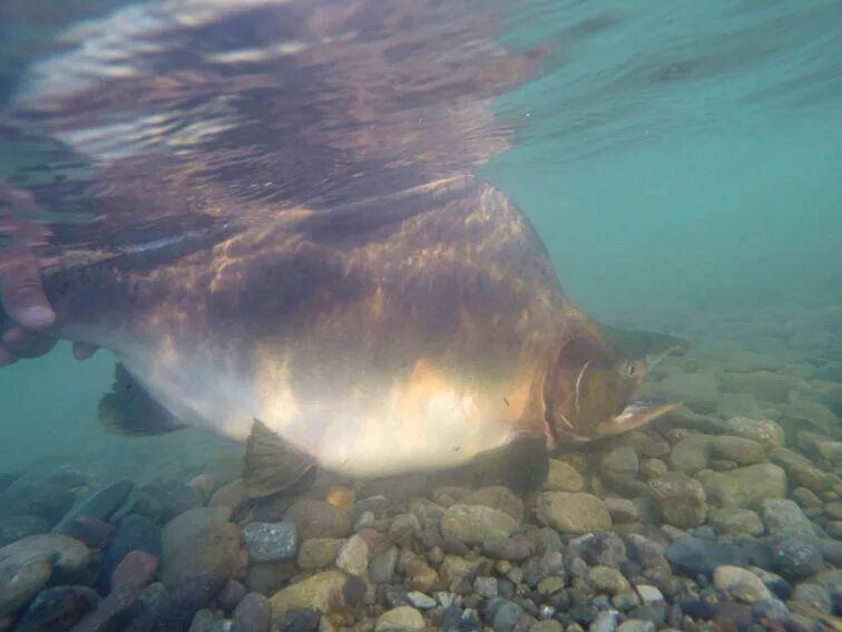морские обитатели сахалина. промысловые рыбы охотского моря. улов рыбы. глубоководный промысел. охотское море рыбалка.