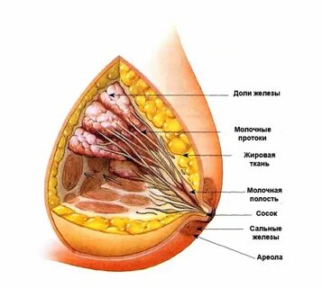 Строение протоков молочных желез. 