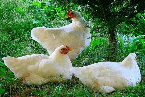Куры бройлеры описание породы