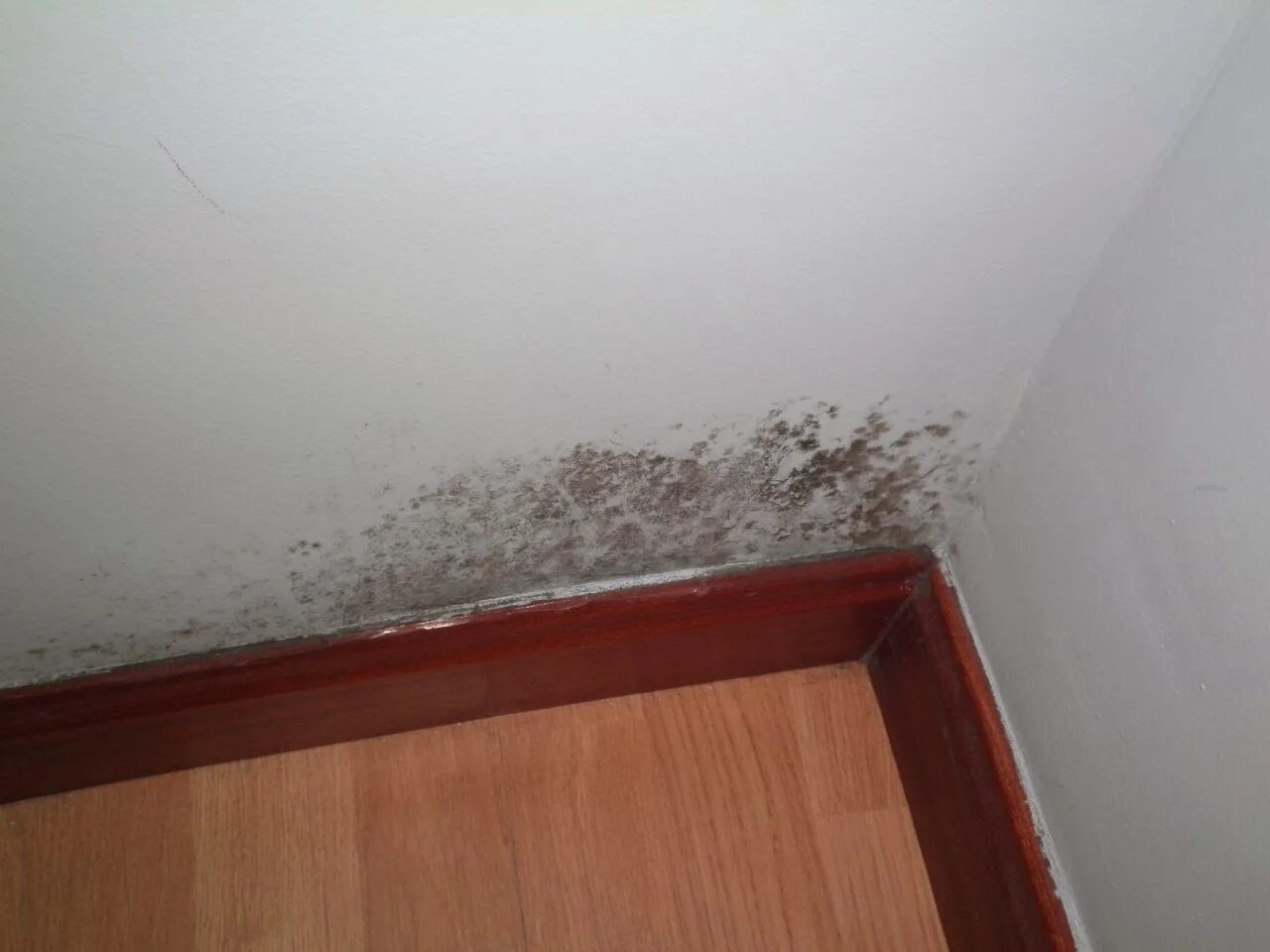 Грибок на потолке в квартире. Плесень и грибок на стенах. Плесень в комнате. Плесень в углу комнаты. Плесень в шкафу