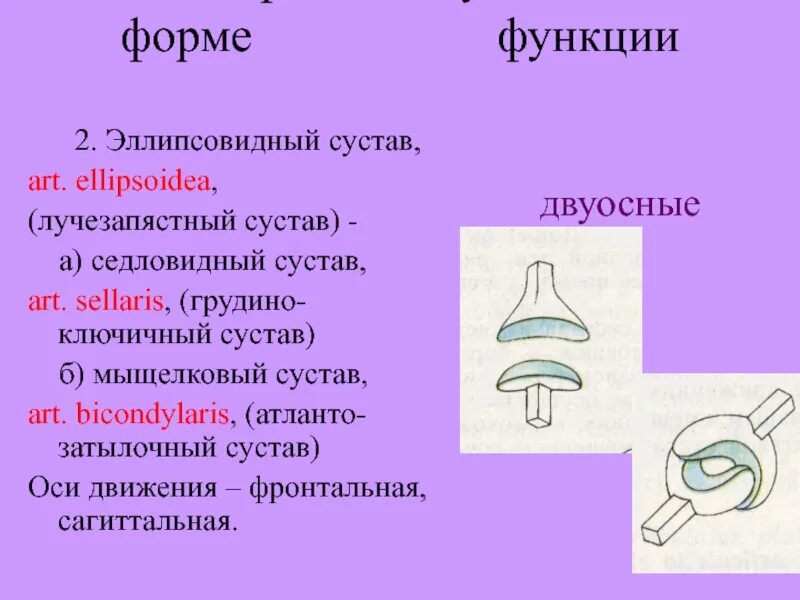 Классификация суставов по строению и движению. Классификация суставов по функции. классификация суставов по форме. сустав классификация суставов. классификация сутсав по функциям.