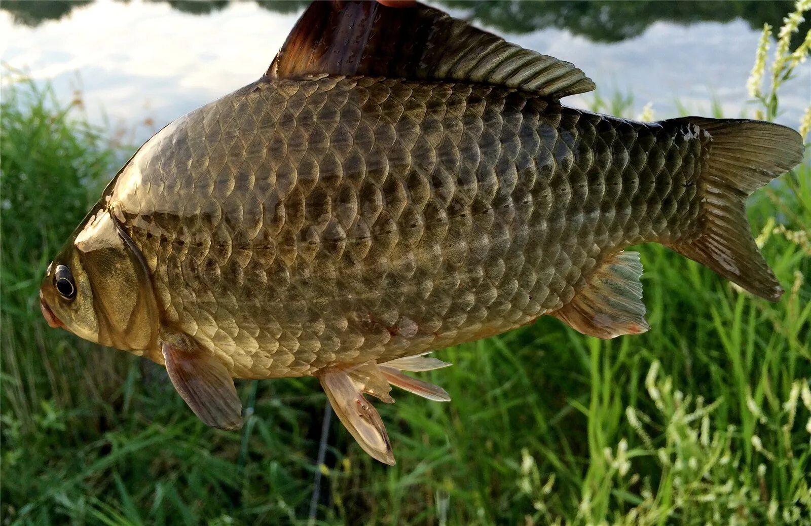 Серебрянный карась Carassius auratus. Карась обыкновенный Carassius Carassius. Серебряный карась (Carassius gibelio). Серебряный карась - Carassius auratus gibelio. Живая рыба карась