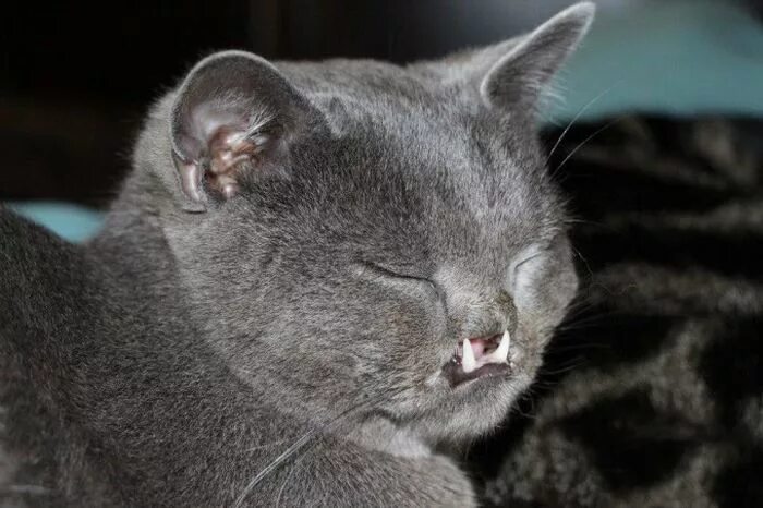 Почему кошка белеет. Зачем кошке нужны усы. Почему кошка белеет. Почему кошка белеет. Почему кошка белеет.