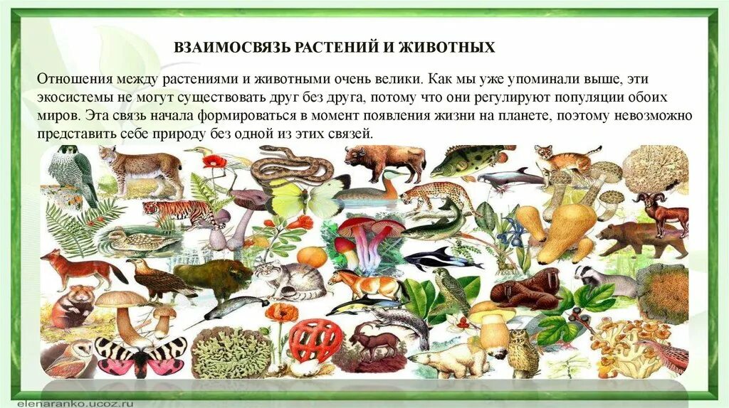 Соотношение растений и животных. Взаимосвязь растений и животных. взаимоотношения между растениями и животными.