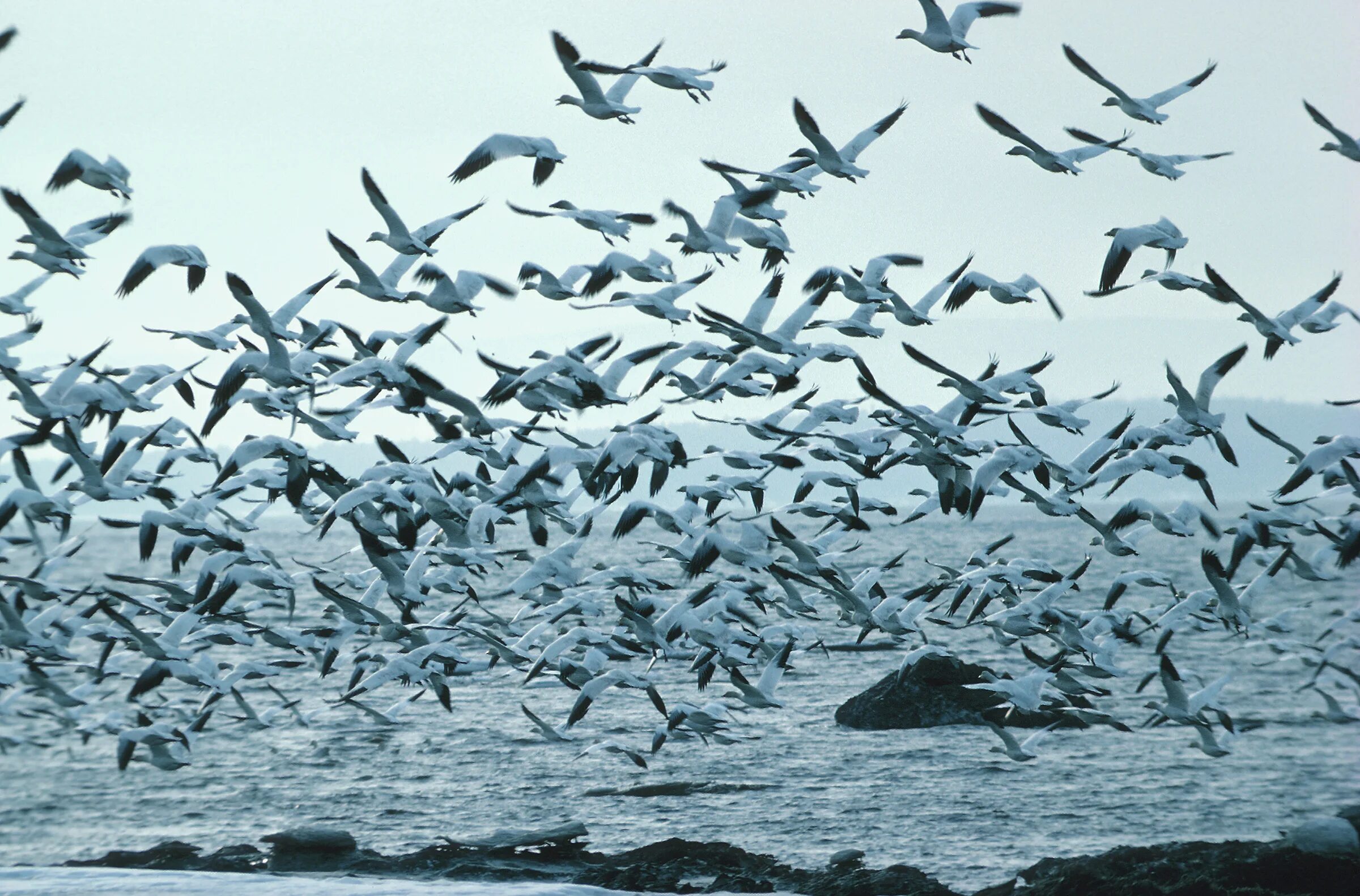 Flock of birds. Стая птиц. Стая птиц на рабочий стол. Синичья стая. Птицы России стая.