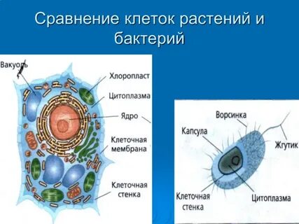 Что произойдет с растительной клеткой если ее