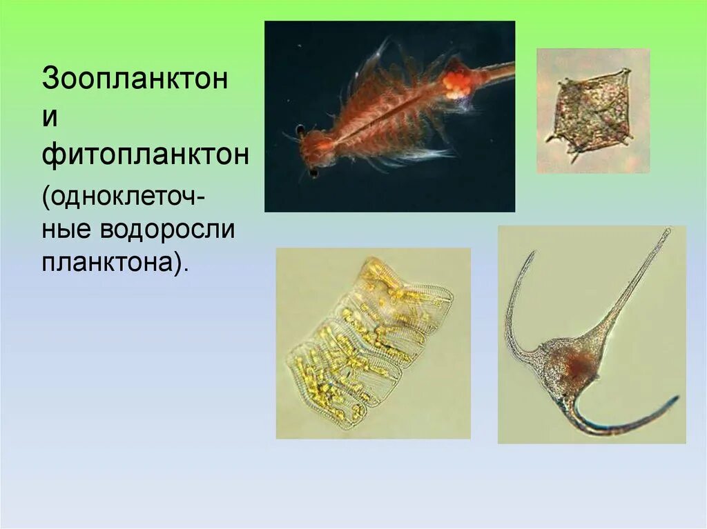 Фитопланктон виды. Зоопланктон и фитопланктон. Фитопланктон зоопланктон Бентус. Планктонные водоросли представители. Представители планктона фитопланктона зоопланктона.