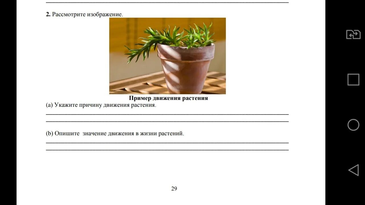 Движение растений. Причины движения растений. Процесс жизнедеятельности растений движение. Примеры движения растений. Сор по биологии 9 класс