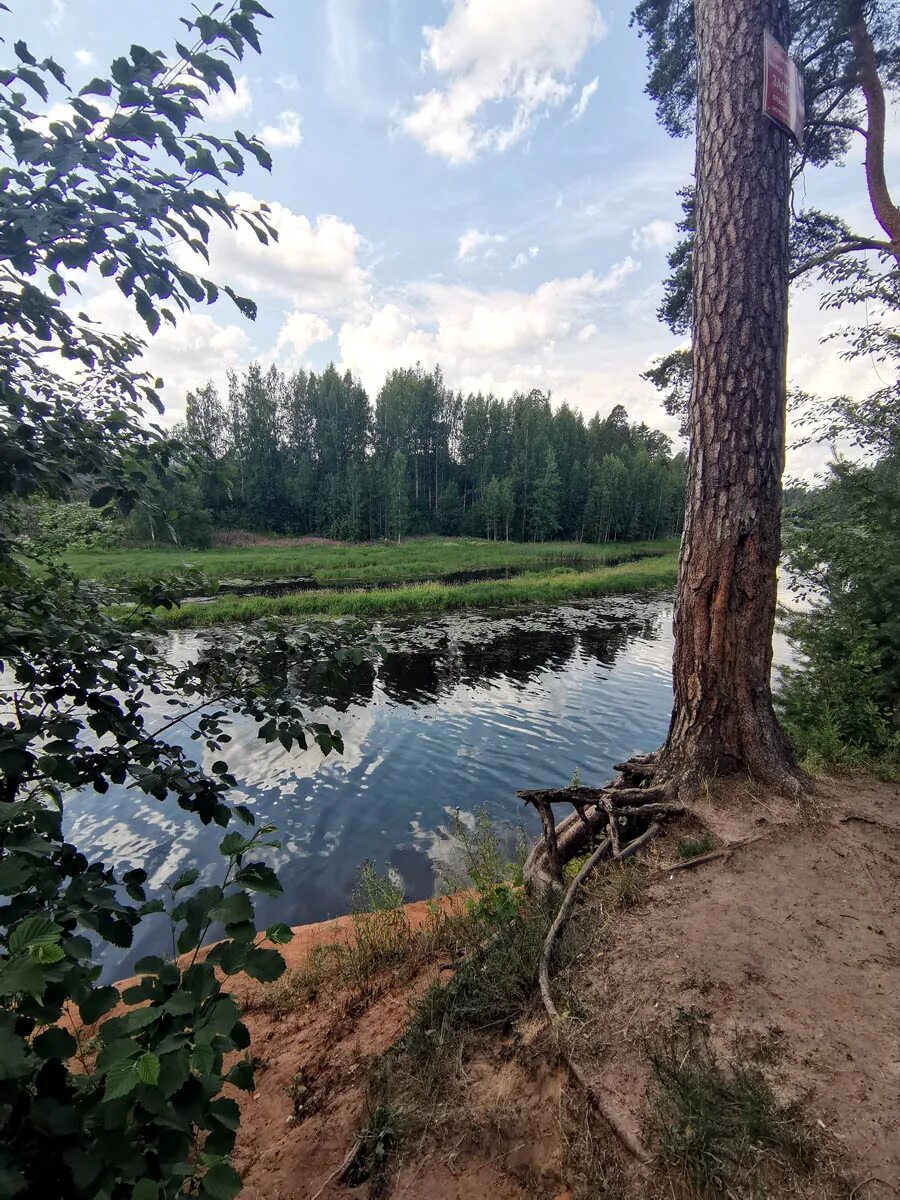 Глубина реки оредеж. Деревня вырица река оредеж. река оредеж ленинградская. спб река оредеж. устье реки оредеж.
