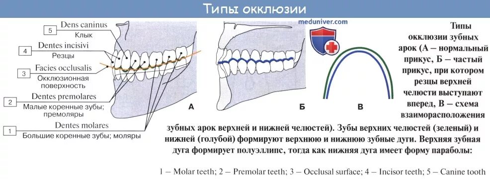 Коренной зуб в челюсти. Строение верхней челюсти с зубами. Нижняя челюсть строение зубов. Схема строения зубов нижней челюсти.