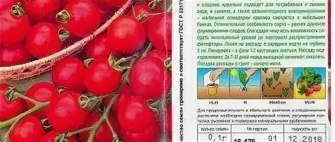 Дубок томат описание сорта характеристика
