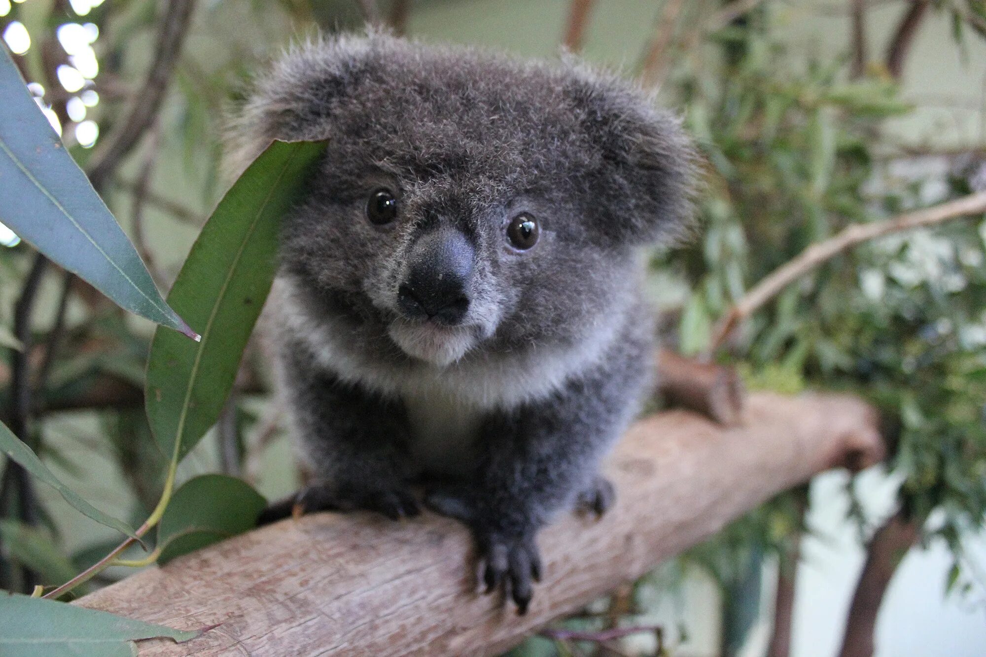 Самое говорящее животное. Карликовая коала. Коала с детенышем. Коала милая. Куала маленькая.