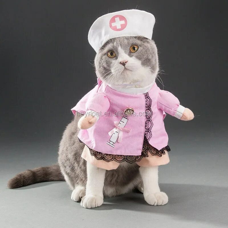 Кошечка с одеждой. Одежда для кошек. Костюмчики для котов. Костюм кошки. Кот в костюме.