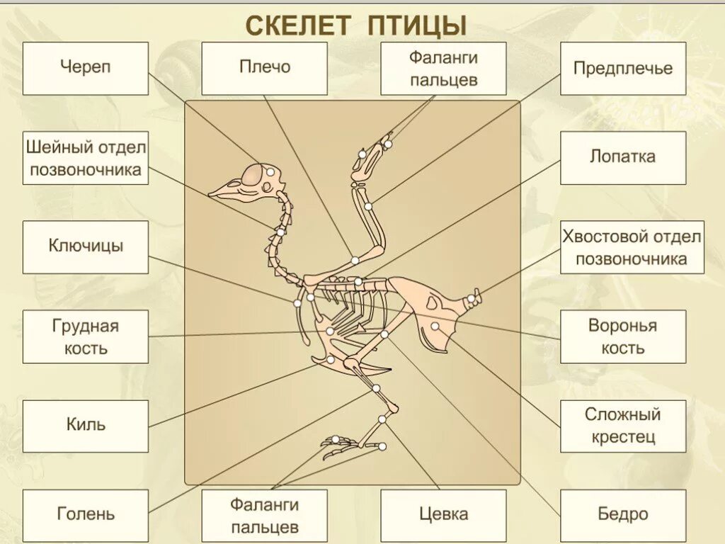 Строение опорно двигательной системы птиц. Лабораторная биология 7 класс строение скелета птицы. Скелет птицы биология 7 класс. Опорно двигательная система птиц скелет. Особенности строения скелета в жизни птицы