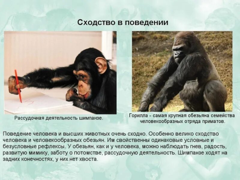 Образ жизни человекообразных обезьян. Поведение приматов. Поведение человека и животных. Поведение человека и человекообразных обезьян. Сходство человека и животных.