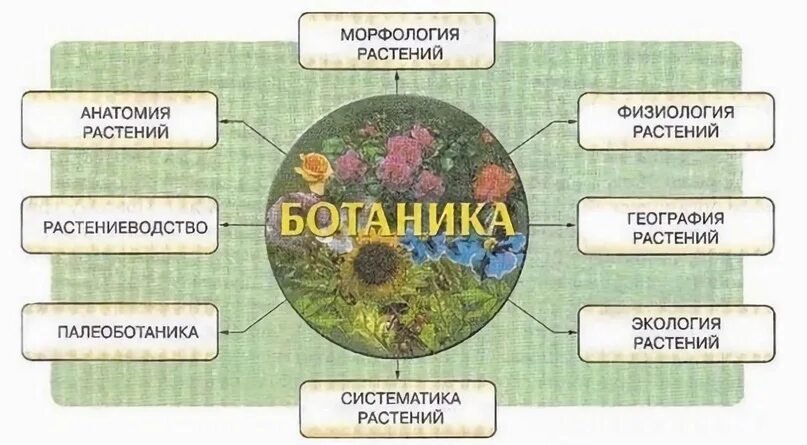 Какая ботаническая наука изучает процесс размножения растений. Ботаника изучает растения. Разделы биологии растений. Ботаника разделы биологии. Ботаника наука о растениях разделы ботаники.