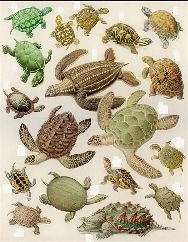 Какой тип развития характерен для черепахи. Черепахи разнообразие. Видовое многообразие черепах. Видовое многообразие черепахчерепах. Биоразнообразие черепах.