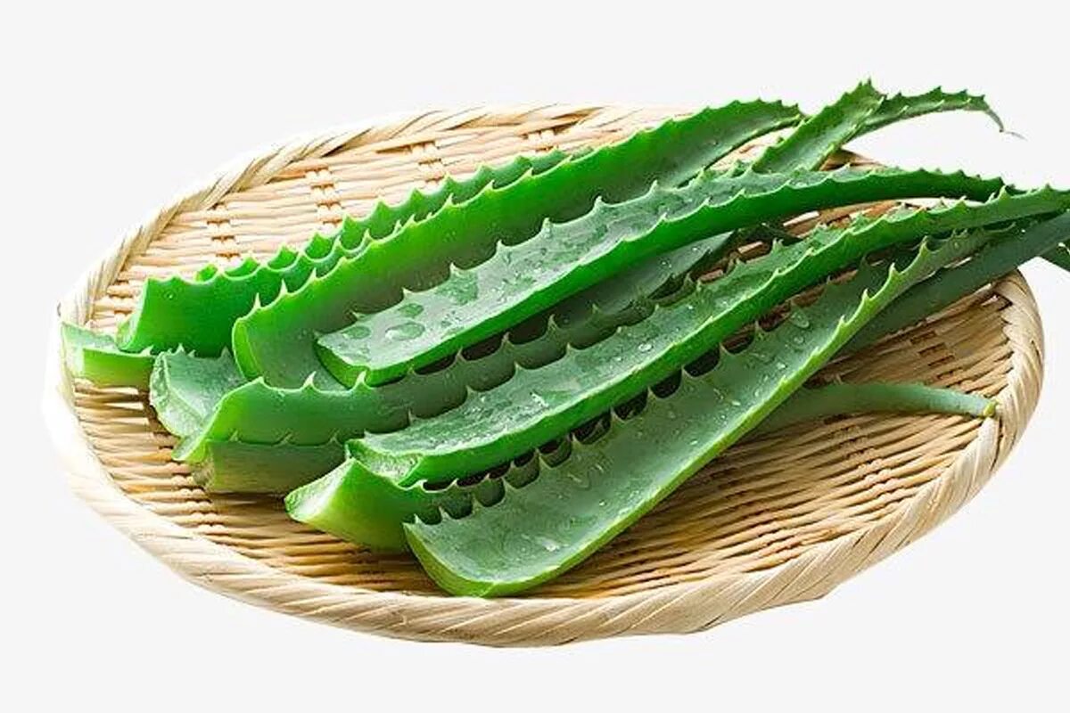 Green aloe. Алоэ Полифилла.