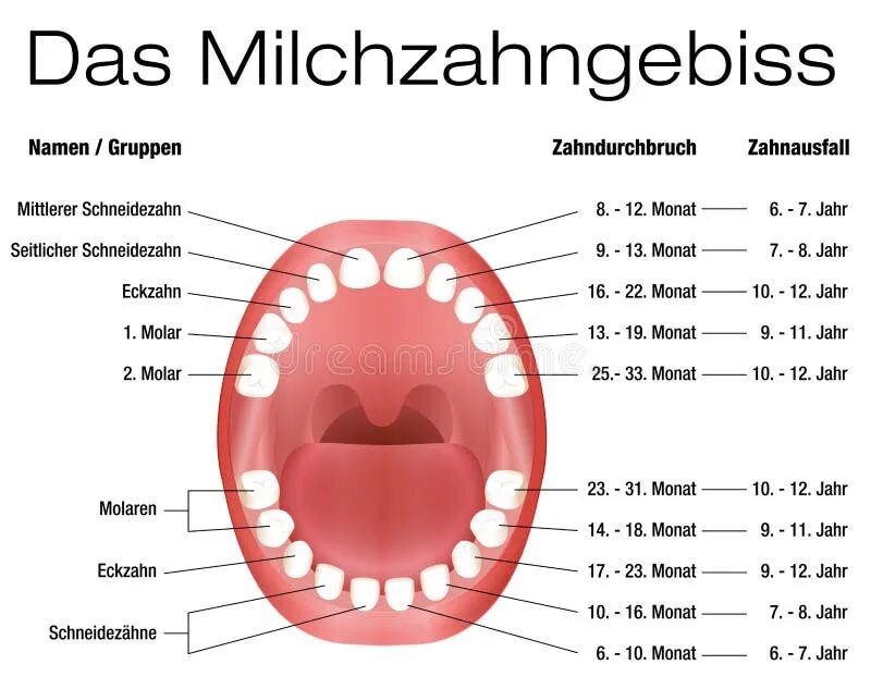 Зубы которые меняются. Зубы которые меняются