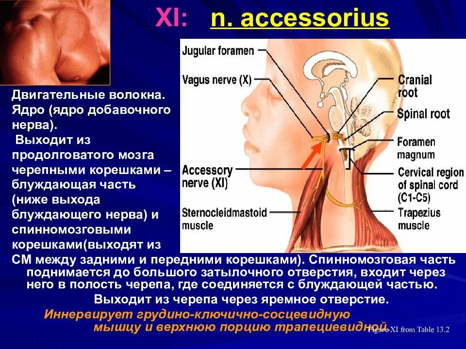 Добавочный нерв. Добавочный нерв выход из мозга. Ядра добавочного нерва. Корешки добавочного нерва.