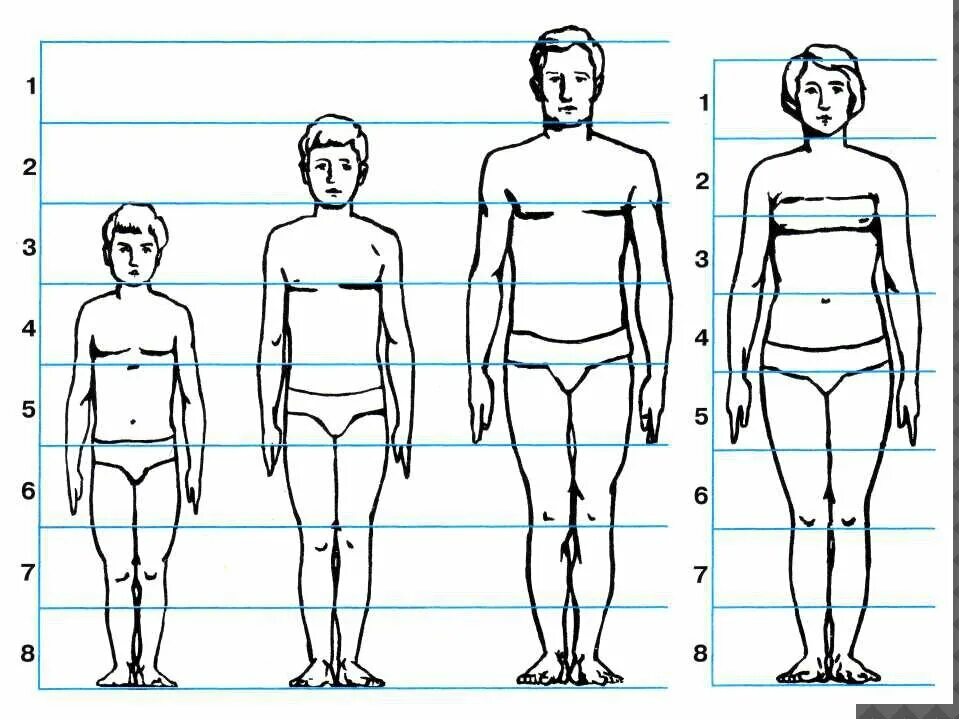 Длина рук составляет. Соотношение пропорций тела человека. Пропорции человека схема. Пропорции тела человека рисунок. Пропорции человека в полный рост схема.
