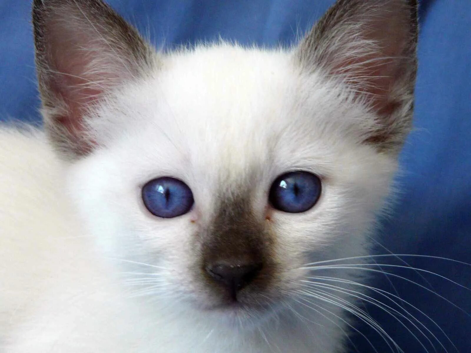 К чему снится сиамская кошка. Сиамская кошка. сиамская кошка с красными глазами. сиамская кошка фото. тонкинская кошка.