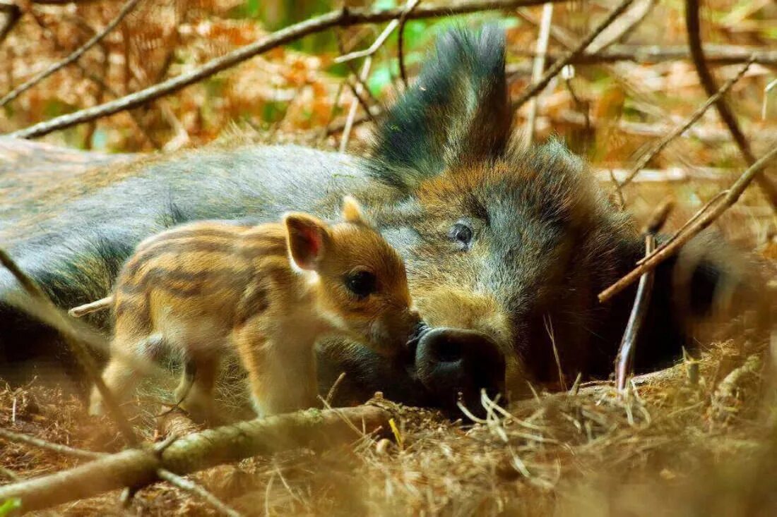 U animal. Детеныши диких животных. Млекопитающие леса. Забота о диких животных. Млекопитающие с детенышами.