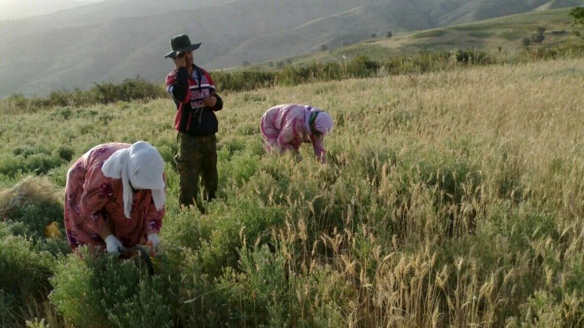 Дехканское хозяйство Таджикистан. Сельское хозяйство Таджикистана. Таджики земледелие. Басманда Таджикистан.