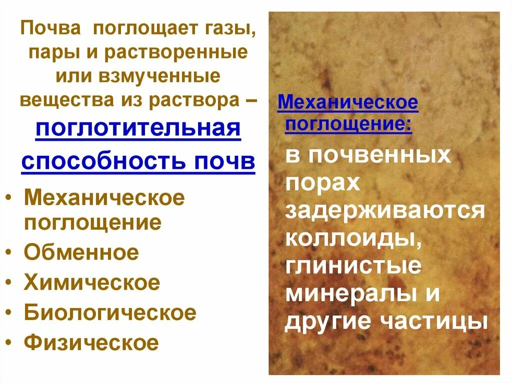 Поглотительная способность почвы. Поглощение почвенного раствора осуществляется через. Виды поглощения почвы. Реакция почвенной среды.