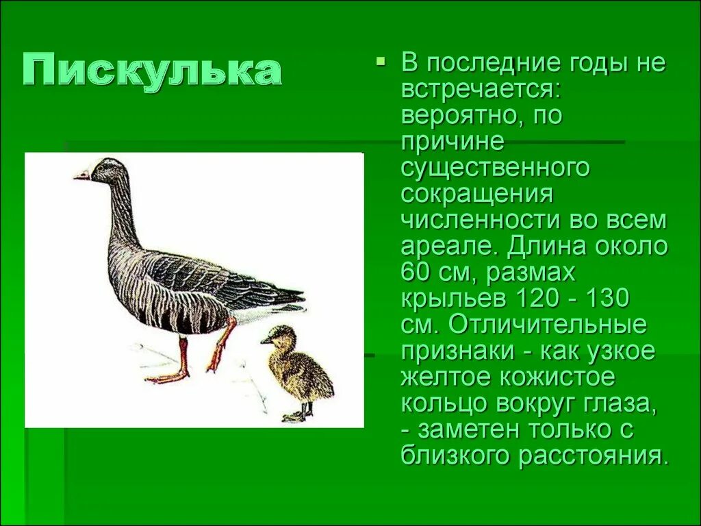 Какие животные в красной книге пермского края. Исчезающие животные Пермского края. Вымирающие животные Пермского края. Исчезнувшие виды животных и птиц. Исчезающие виды животных Пермского края.