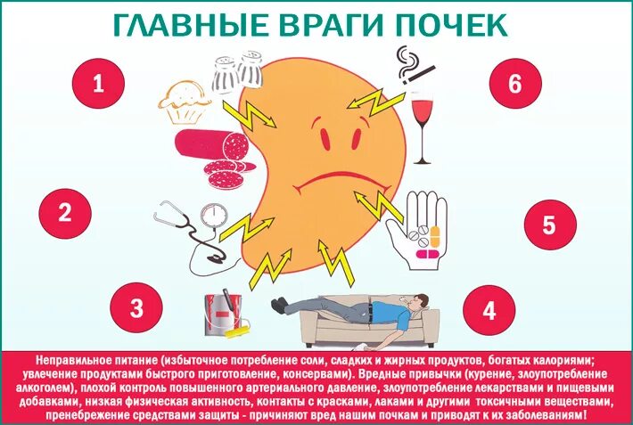 Что вредит почкам. Что полезно для почек. Продукты полезные для почек. Какие продукты для почек полезно. Что вредит почкам.