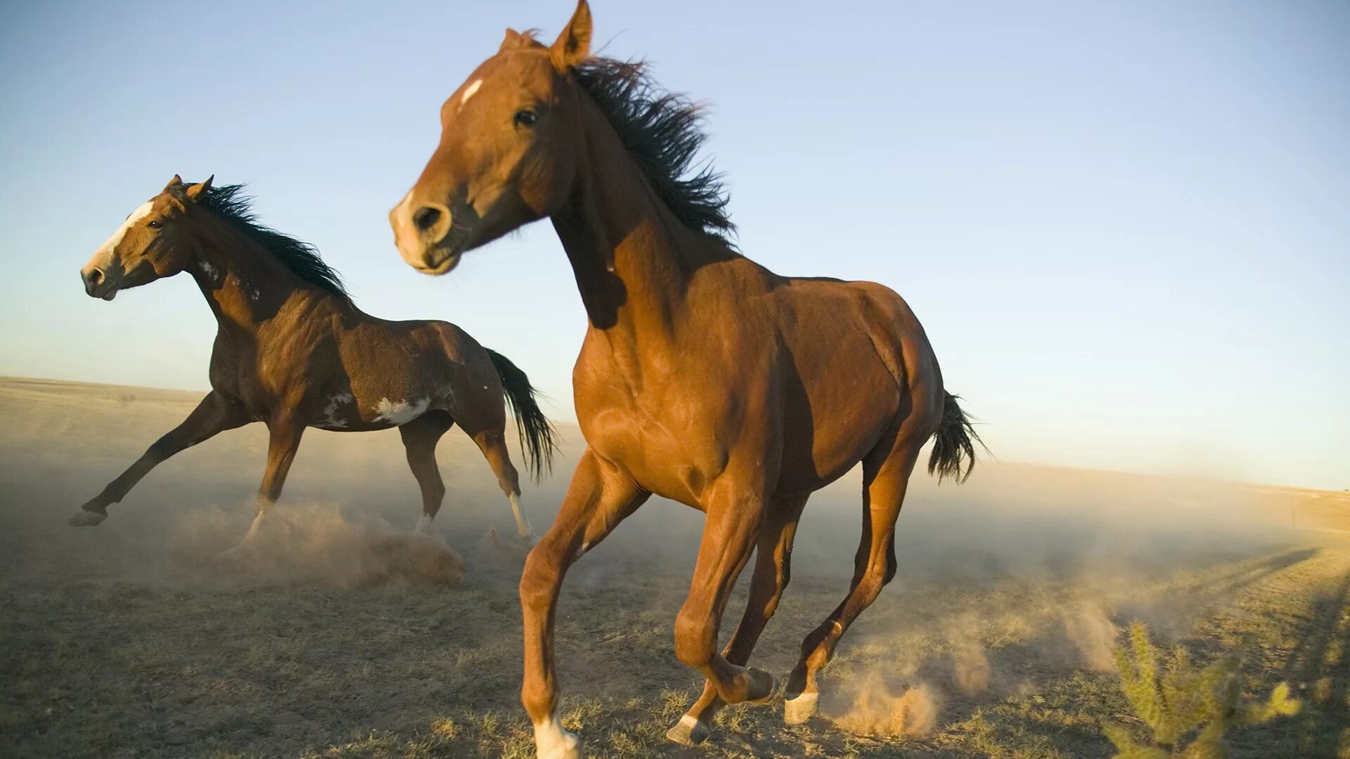 A horse is an animal. Мустанг лошадь. Красивые лошади. Обои на рабочий стол лошади. Лошади фото красивые.