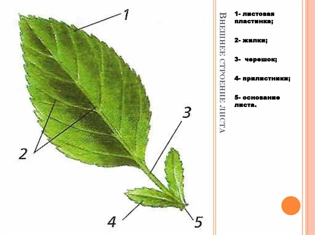 В жилках листа находится сверху. Основание черешок листовая пластинка у листа. Черешок прилистник. Лист черешок прилистники. Прилистник черешок основание листа.