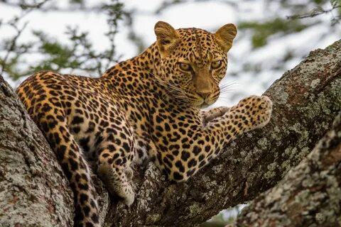 Were leopard