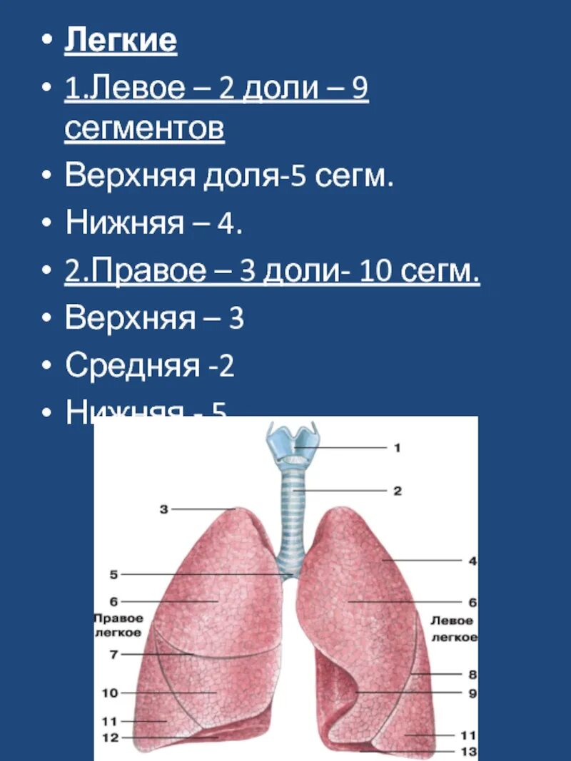 Три доли легкого. Легкие доли. Правое легкое доли. Верхние доли легких.