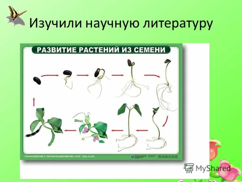 Развитие растения из семени. Этапы развития растений. Схема развития растений. Как развивается растение из семени.
