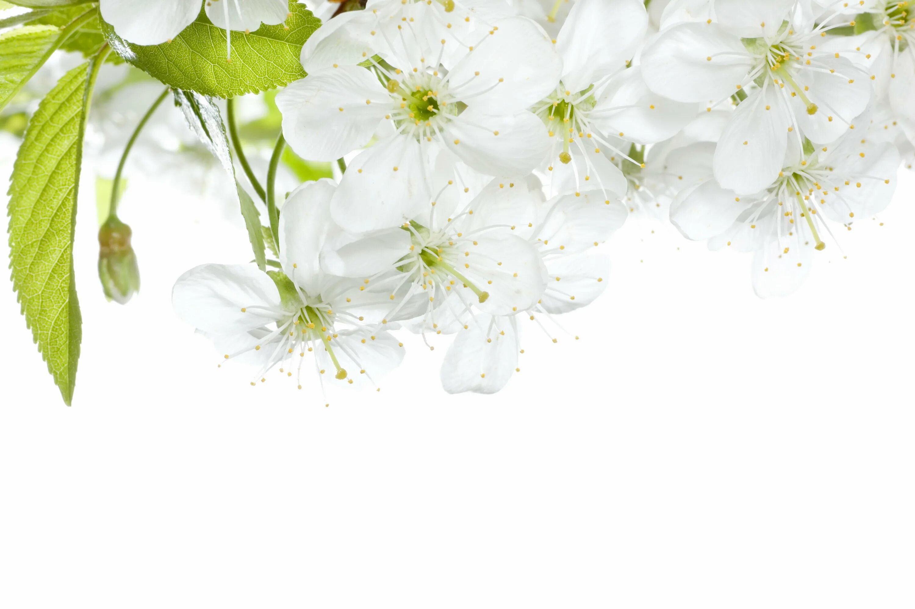 Стихи с весной красивые. Высказывания про вишню цветущую. Японская поэзия о весне. Красивая весна. Красивый весенний фон.