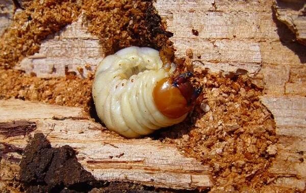 личинки в дереве