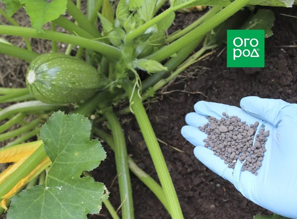 полив огурцов. подкормка кабачков в открытом грунте. подкормить кабачки в июне. подкормить кабачков. чем подкормить кабачки в открытом.