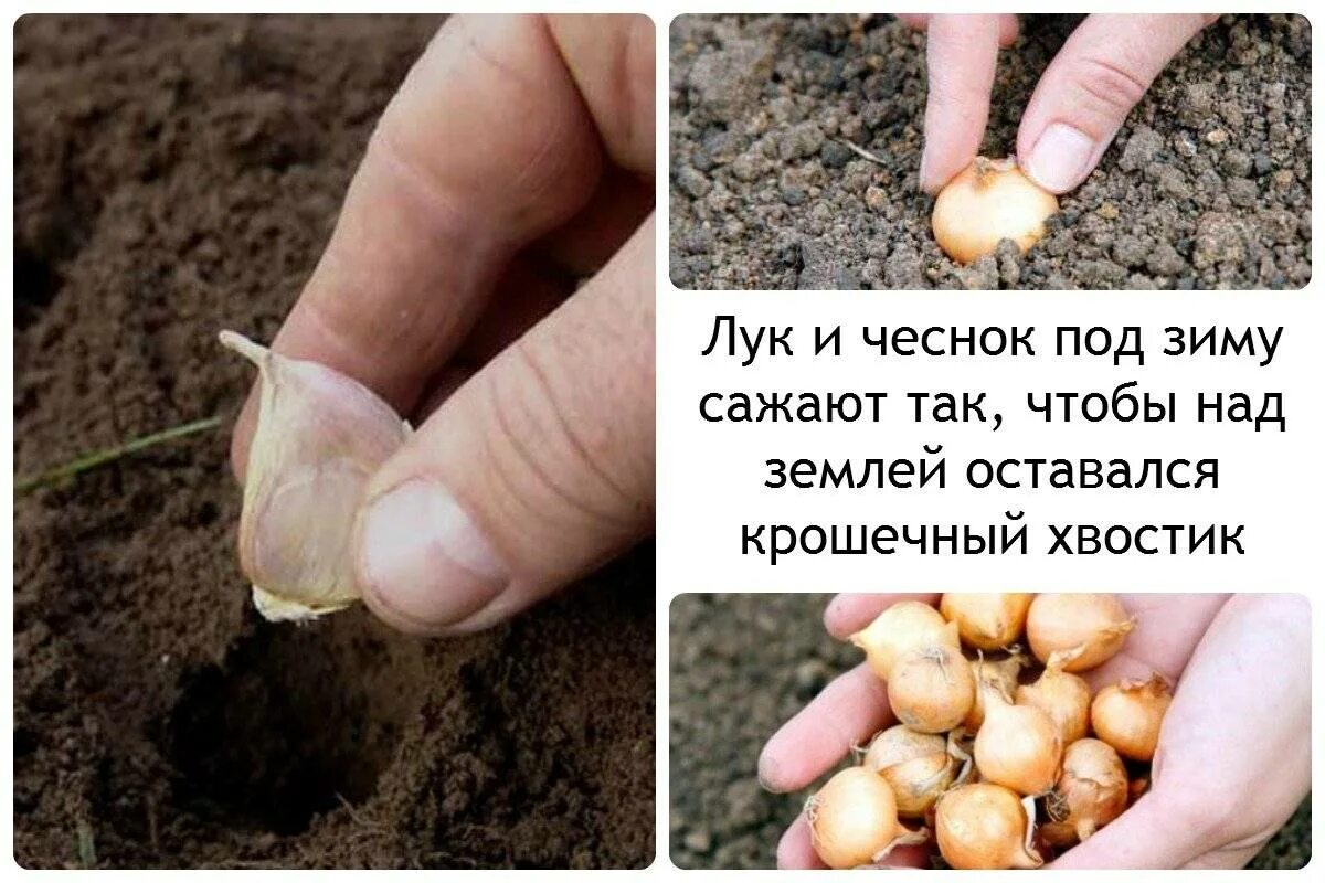 Какой лук можно садить в зиму. Посадка чеснока. посадка озимого чеснока. посадка чеснока под зиму.