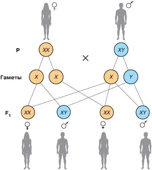 Скрещивание людей дети. Генетическая схема наследования пола человека. Схема генетика пола. Наследование признаков. Схема хромосомного механизма наследования пола у человека. Генетические механизмы формирования пола.