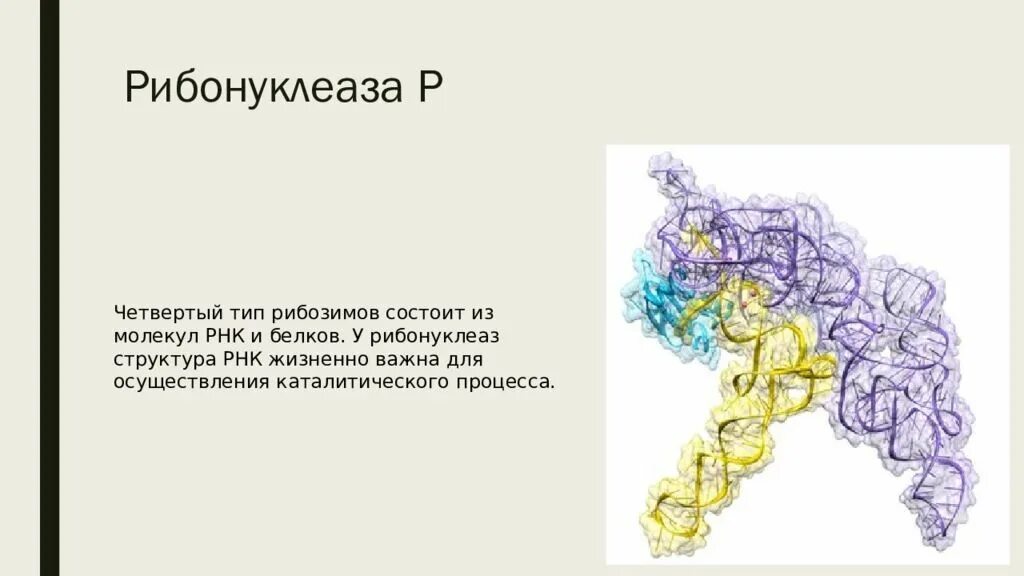 Абзимы и рибозимы свойства и особенности. Рибонуклеаза строение. рибонуклеаза структура. абзимы биохимия. рибозимы это в биологии.