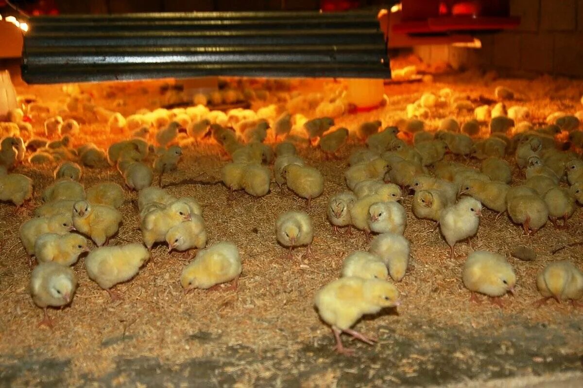 Доращивание цыплят. Цыплят суточных бройлеров. Однодневные цыплята. Как ухаживать за цыплятами в домашних условиях