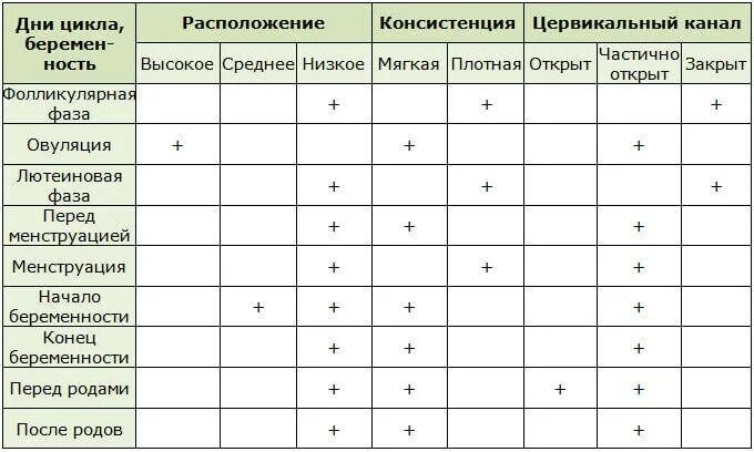 Какая шейка перед месячными на ощупь. Положение шейки матки в разные дни цикла. матка по дням цикла. шейка матки по дням цикла. изменение шейки матки по дням цикла.