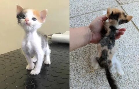 Котенок лайк малыш