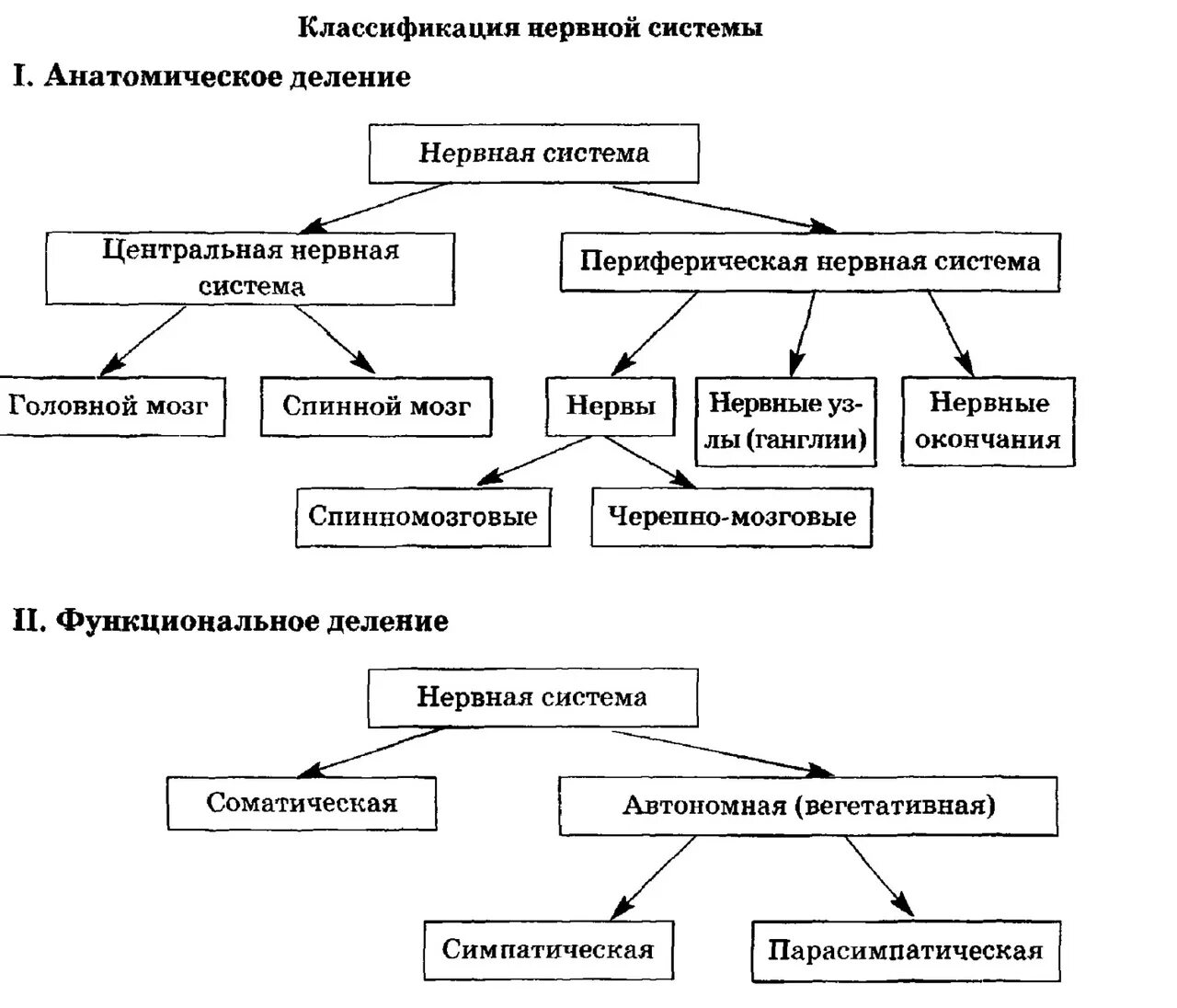 Нервная система тест егэ. Нервная система егэ. нервная система егэ биология. нервная система человека егэ таблица. отделы нервной системы.