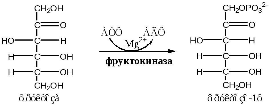 Превращение фруктозы. Метаболизм фруктозы фруктокиназа. Галактоза + АТФ. Превращение фруктозы в глюкозу биохимия. Фруктоза и водород