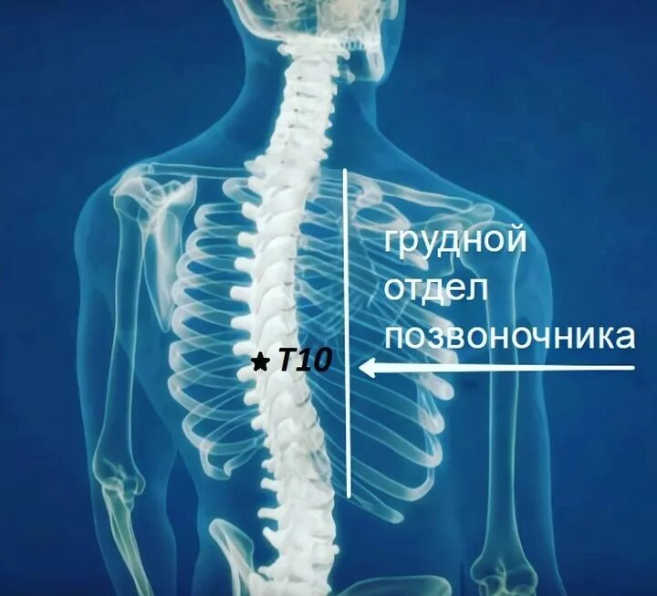 Позвонки человека анатомия по отделам позвоночника. Позвоночный столб строение отделы. Остеохондроз грудного поясничного отдела позвонка. Позвонок строение на скелет. Болит позвоночник.