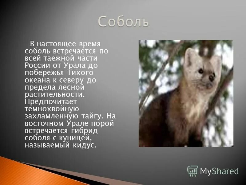 Соболь обитает в тайге. Баргузинский соболь обитание. Баргузинский соболь баргузинский соболь. Соболь доклад 4 класс. Информация о соболе.