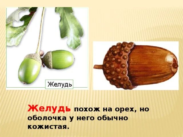 Приспособление для распространения лещины. Atropurpurea желуди. Плод орех приспособления для распространения. Приспособления для распространения ореха желудя. Распространение желудя.